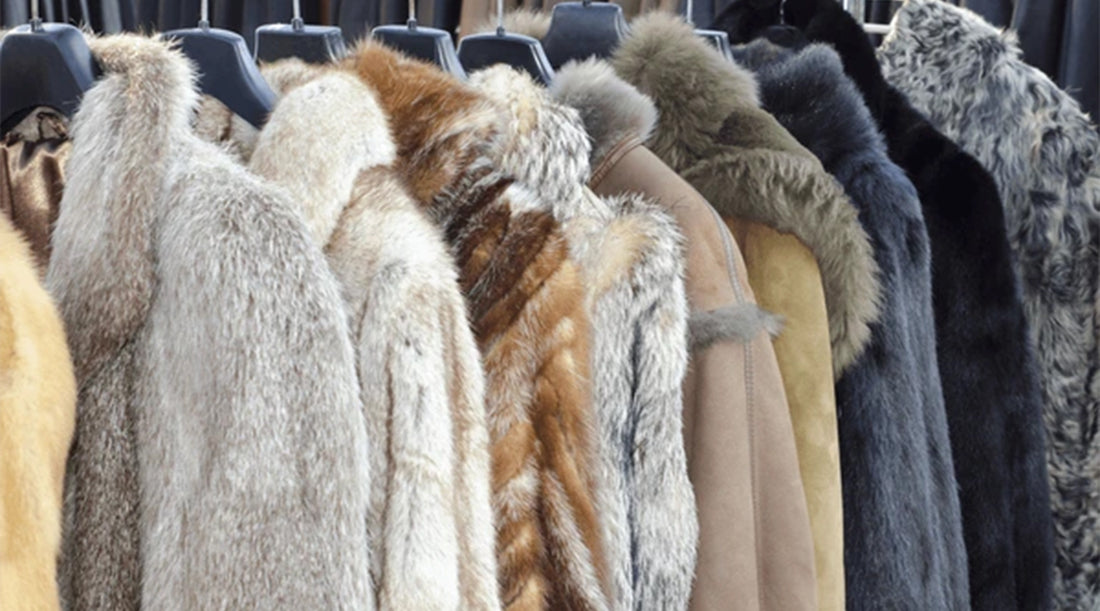 All You Need To Know About The Worth Of Chinchilla Fur Coats & Jackets