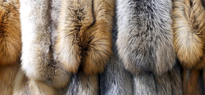 Fox Fur Suppliers Following Footprints Of Sustainability